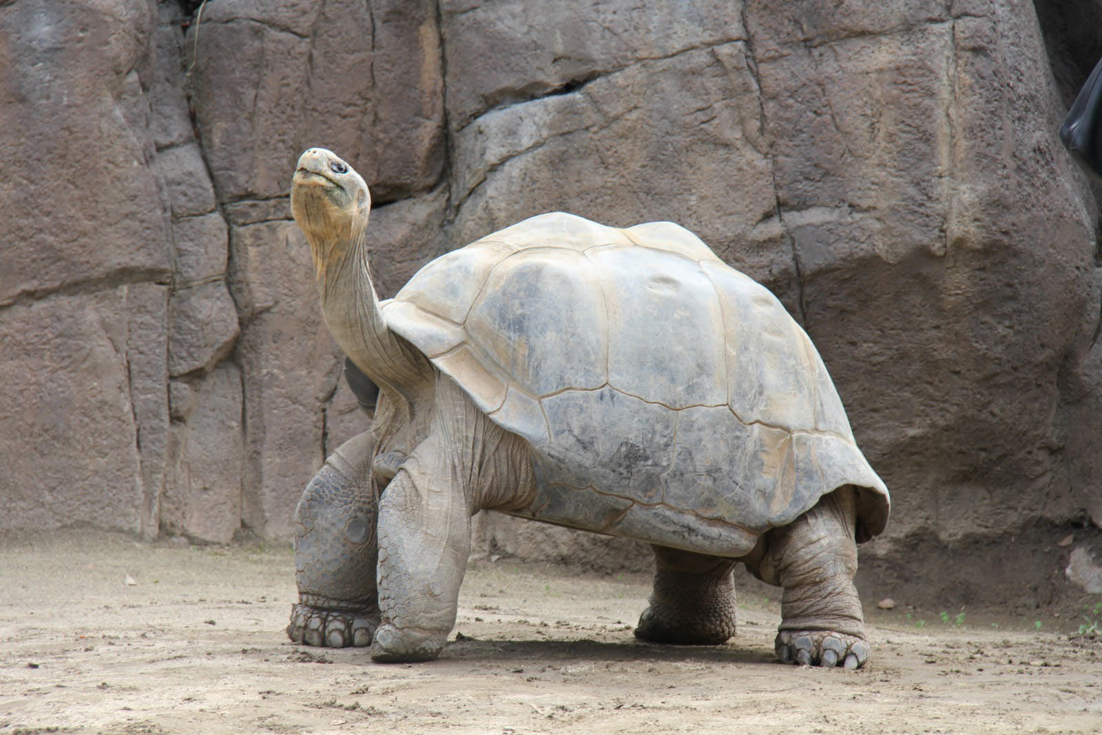 Zoo Story - The Past, Present, and Furture of American Zoos